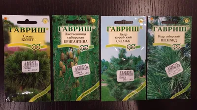 Купить семена Сосна Бунге в Минске и почтой по Беларуси