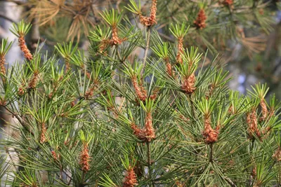 Pinus bungeana - Изображение особи - Плантариум