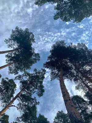 Сосна Бунге (Pinus bungeana): описание и фото, выращивание из семян,  зимостойкость дерева, посадка и уход