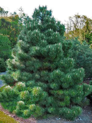 ЯПОНСКАЯ ЧЁРНАЯ СОСНА PINUS THUNBERGII: купить саженцы японской черной сосны  Тунберга почтой | PLOD.UA