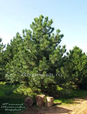 Саженцы Сосна черная 'Pinus nigra' из питомника растений Гринстрана купить  по цене от 7500 рублей | Описание, фото, доставка, консультация —  Гринстрана.ру