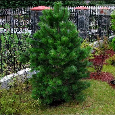 Купить Сосна черная Pinus nigra - в питомнике Флорини