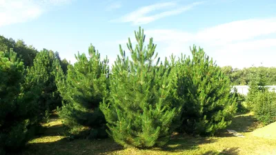 Сосна черная. pinus nigra. Black pine. | ПИТОМНИК ЭКЗОТИЧЕСКИХ ДЕРЕВЬЕВ