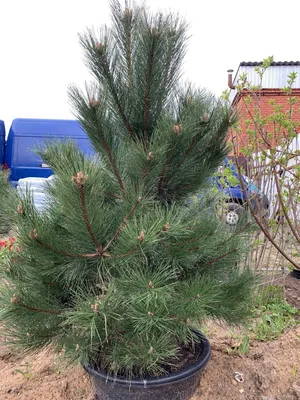 Сосна Черная (Pinus nigra) купить по цене 1.050,00 руб.. в Москве в садовом  центре