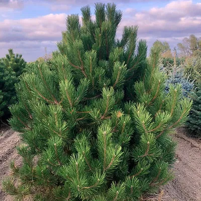 Сосна черная Австрийская купить в Москве саженцы из питомника Greenpoint24