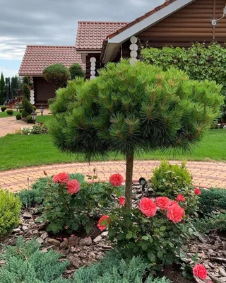 Сосна черная (Pinus nigra) “BREPO” | Margaritka