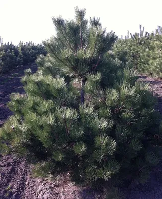 Сосна Черная (Pinus nigra) - цены, фото и описание | Купить саженцы для  посадки с доставкой почтой в питомнике ДивоСад-СПб