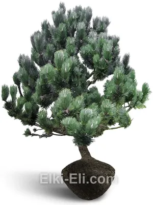 Сосна черная (Pinus nigra)