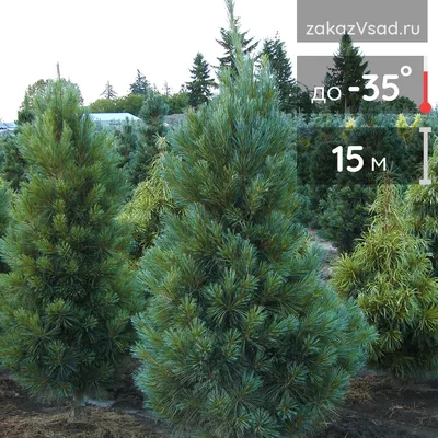 Сосна обыкновенная Фастигиата. (Pinus sylvestris Fastigiata) С35 купить в  интернет-магазине ЦВІТСАД с доставкой по Украине