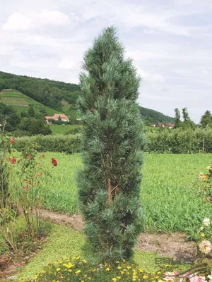 Сосна обыкновенная Фастигиата (Pinus sylvestris Fastigiata) С5 | Питомник  растений Сосны