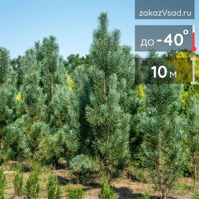 Сосна Pinus sylvestris Fastigiata C45 250-300
