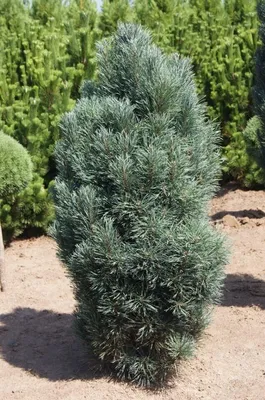 Сосна обыкновенная \"Фастигиата\" (Pinus sylvestris Fastigiata) - Хвойные  растения весна 2024 года - купить туи, сосны, ели.