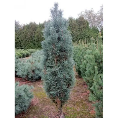 Сосна обыкновенная Фастигиата: купить в Москве саженцы Pinus sylvestris  Fastigiata в питомнике «Медра»