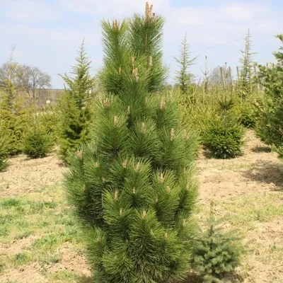 Сосна обыкновенная Фастигиата. (Pinus sylvestris Fastigiata) С35 купить в  интернет-магазине ЦВІТСАД с доставкой по Украине