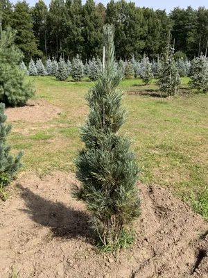 Сосна веймутова \"Фастигиата\". Pinus strobus \"Fastigiata\". (ID#1661243982),  цена: 1280 ₴, купить на Prom.ua