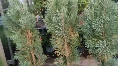 Купить Сосна обыкновенная \"Фастигиата\" (Pinus sylvestris 'Fastigiata') от  57 999 руб. в интернет-магазине Архиленд с доставкой почтой по Москве и в  регионы