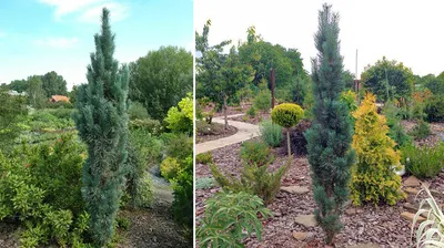Купить Сосна обыкновенная Фастигиата Pinus sylvestris Fastigiata - в  питомнике Флорини