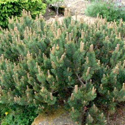 Сосна горная Хампи. (Pinus mugo Humpy) С15 купить в интернет-магазине  ЦВІТСАД с доставкой по Украине