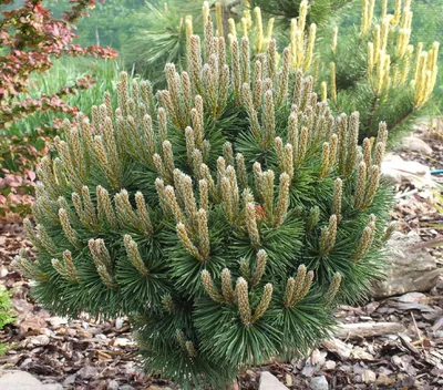 Сосна горная Хампи (Pinus mygo Humpy)