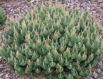 Сосна горная Хампи: купить в Москве саженцы Pinus mugo Humpy в питомнике  «Медра» по цене от 4800 руб