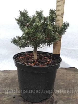 Сосна горная Хампи (Pinus mugo 'Humpy') (ID#568451633), цена: 560 ₴, купить  на Prom.ua