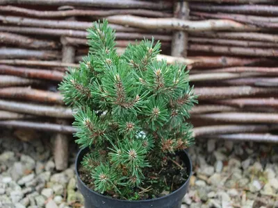 Сосна горная Хампи (Pinus mygo Humpy)