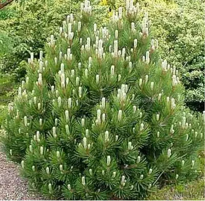 Pinus mugo 'Humpy' | Питомник Тайга