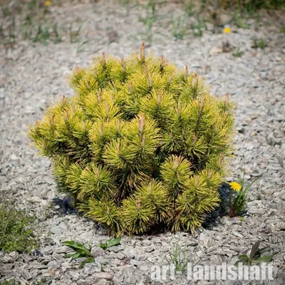 Сосна горная Саншайн (Pinus mugo Sunshine) С7 выс. 50 см диам.40-45 см |  Питомник \"ВЫРАСТИМ ВМЕСТЕ\"