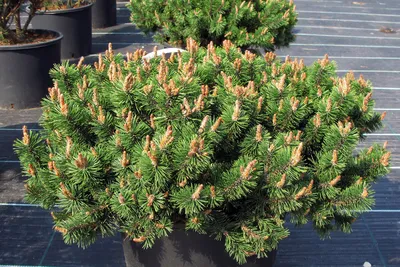 Сосна Сосна горная Хампи (Pinus mugo Humpy) С15 20-30см купить по цене 5  573 руб. | Доставка Смоленск, Москва, СпБ