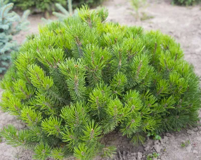 Сосна горная Петерле: купить в Москве саженцы Pinus mugo Peterle в  питомнике «Медра»