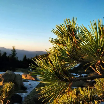 Сосна горная Шервуд Компакт (Pinus mugo Sherwood Compact) С5, 20-25 см |  Питомник \"ВЫРАСТИМ ВМЕСТЕ\"