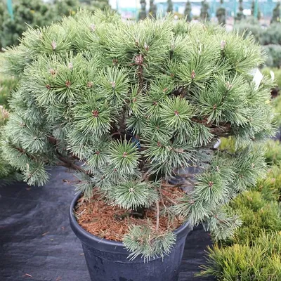 Сосна горная (Pinus mughus) — НКО \"NORD-NUC\"