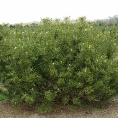 Продажа Pinus mugo var. mughus Сосна горная муго мугос стланиковая  европейская жереп в Санкт-Петербурге. Купить в СПб