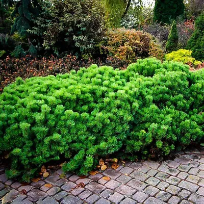 Купить Сосну горную Мугус 🌲 в Москве по цене от 580 руб.