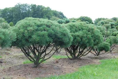 Pinus mugo 'Mughus', Сосна горная 'Мугус'|landshaft.info