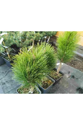 СОСНА ЧЕРНАЯ (PINUS NIGRA) GREEN TOWER /H 1.0-1.2 м / С7.5 (ID#870372395),  цена: 3000 ₴, купить на Prom.ua