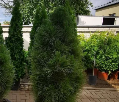 Сосна черная Грин Рокет Pinus Nigra Green Rocket | Питомник Тайга