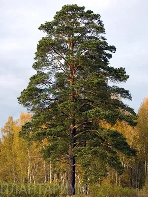 Сосну Glauca (Голубая) можно купить недорого с доставкой в питомнике  Любвитский