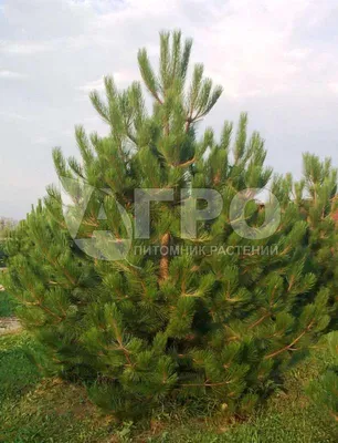 Сосна обыкновенная (Pinus silvestris)