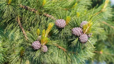 Семена и саженцы Сосна Черная по почте 🌲