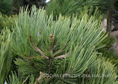 Сосна пицундская — Википедия