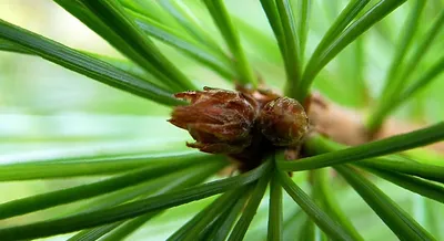 Сосна кедровая сибирская (Pinus sibirica) - Питомник и Садовый центр  Русские Деревья