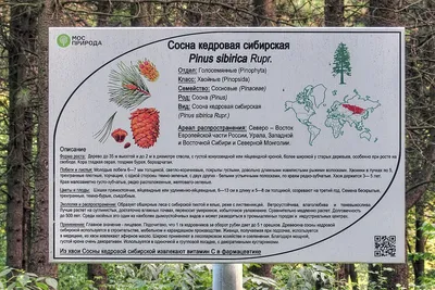 Cedrus! botanical dark Pinus sibirica…» — создано в Шедевруме