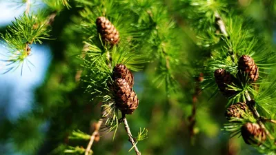 Сосна кедровая корейская Сильверей (Pinus koraiensis Silveray) - «Кедровая  корейская сосна растёт и плодоносит в Подмосковье. Зря я сомневалась.» |  отзывы