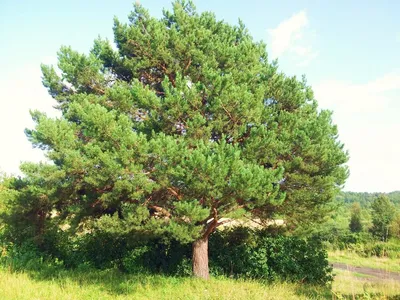 Сосна кедровая сибирская Pinus cembra var. Sibirica | Калужский питомник  растений