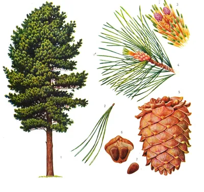 Купить Сосна кедровая сибирская (Pinus sibirica) от 2 999 руб. в  интернет-магазине Архиленд с доставкой почтой по Москве и в регионы