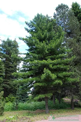 Сосна кедровая сибирская (кедр сибирский) - Pinus sibirica - Саженцы