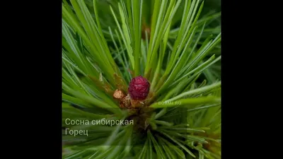 Сосна кедровая сибирская Pinus sibirica в питомнике