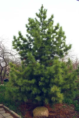 Сосна кедровая сибирская Сосна сибирская Кедр сибирский Pinus sibirica -  купить декоративные и хвойные растения с доставкой по Украине в магазине  Добродар