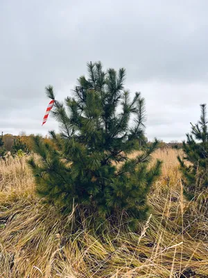 Сосна кедровая сибирская Сосна сибирская Кедр сибирский Pinus sibirica -  купить декоративные и хвойные растения с доставкой по Украине в магазине  Добродар